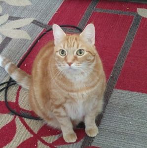 Meet your Posher, Jamie